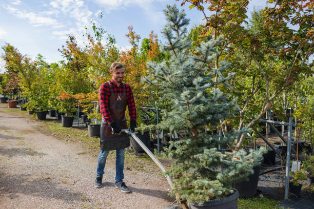 Best Emergency Tree Removal  in Malvern, OH